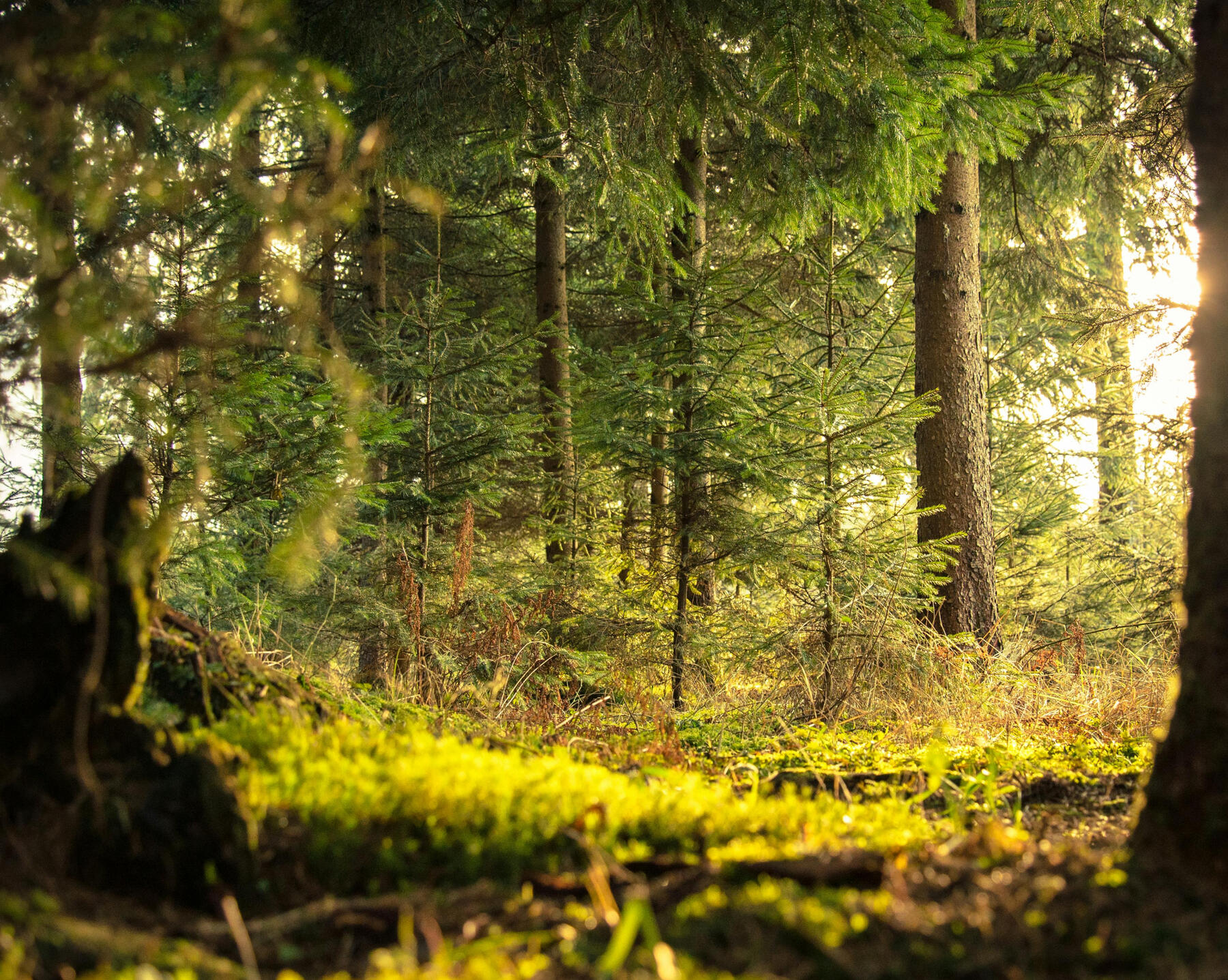 Bright forest. Image by Nejc Kosir on Pexels. Forest lit up by sunlight from the right. Image by Nejc Kosir on Pexels.
